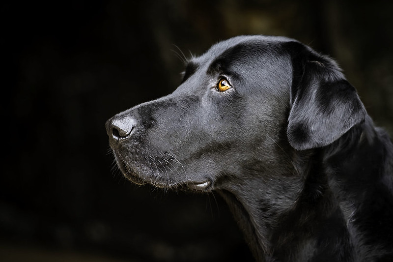 LAB, douanier canin.