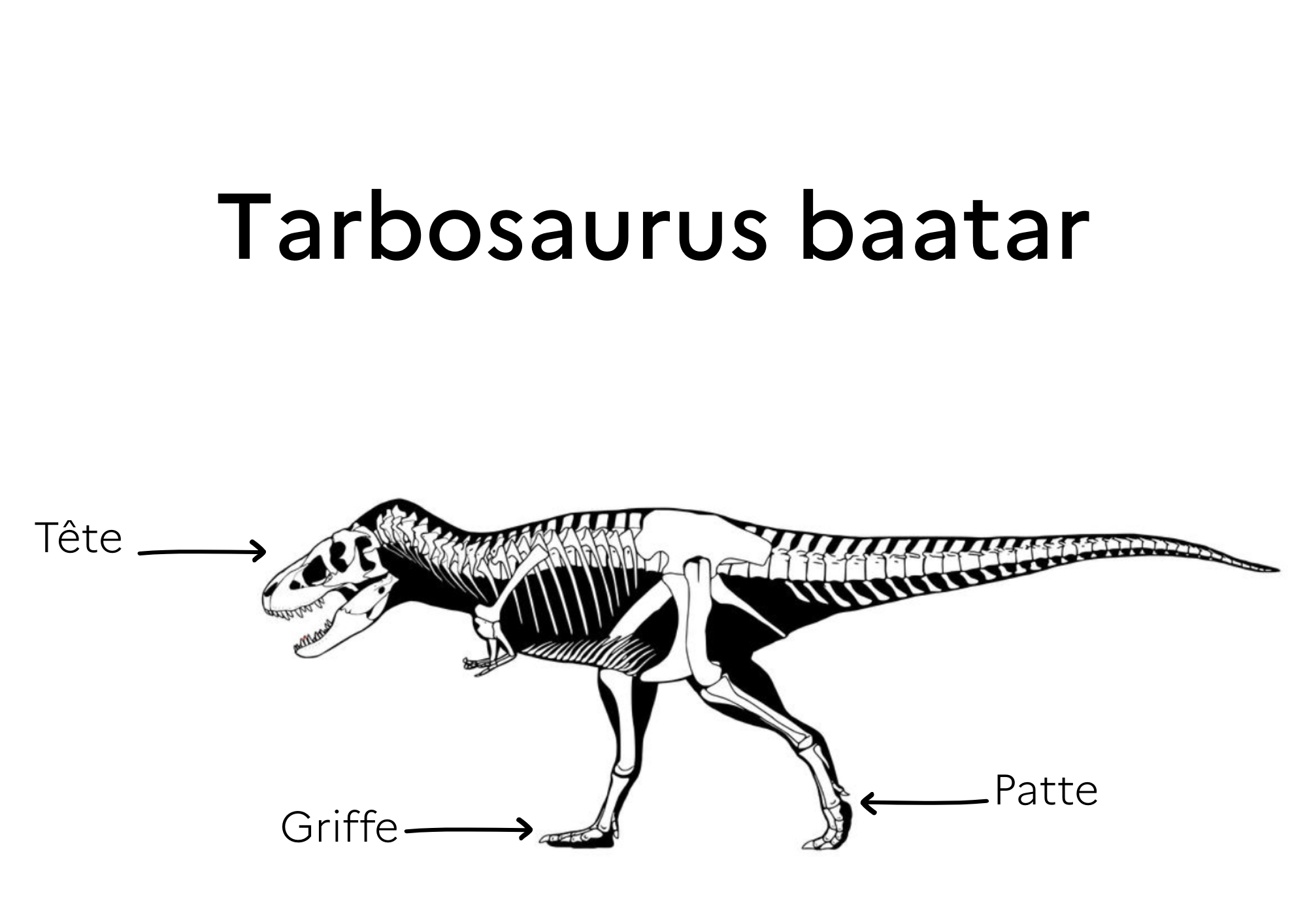 Image du squelette d&#039;un Tarbosaurus Baatar